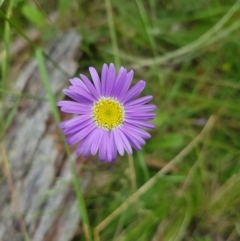 Brachyscome spathulata (Coarse Daisy, Spoon-leaved Daisy) at Tinderry, NSW - 14 Jan 2023 by danswell