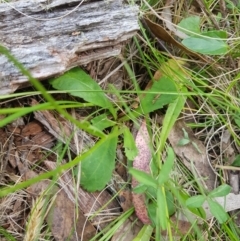 Brachyscome spathulata at Tinderry, NSW - 14 Jan 2023