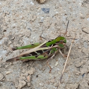 Oedaleus australis at Yass River, NSW - 16 Jan 2023 10:14 AM