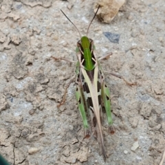 Oedaleus australis at Yass River, NSW - 16 Jan 2023 10:14 AM