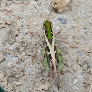 Oedaleus australis at Yass River, NSW - 16 Jan 2023