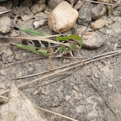 Oedaleus australis at Yass River, NSW - 16 Jan 2023 10:14 AM