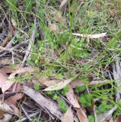 Oreomyrrhis eriopoda at Tinderry, NSW - 14 Jan 2023