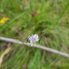 Arthropodium milleflorum (Vanilla Lily) at Tinderry, NSW - 14 Jan 2023 by danswell