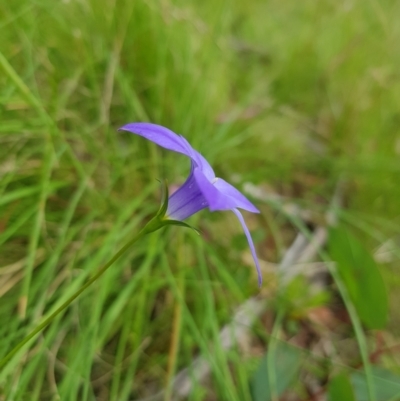 Wahlenbergia stricta subsp. stricta (Tall Bluebell) at Tinderry, NSW - 14 Jan 2023 by danswell