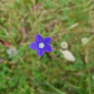 Wahlenbergia sp. at Tinderry, NSW - 14 Jan 2023 04:00 PM