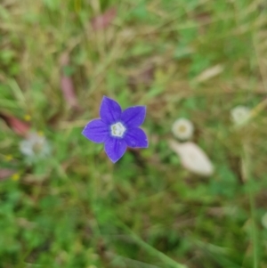 Wahlenbergia sp. at Tinderry, NSW - 14 Jan 2023
