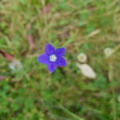Wahlenbergia sp. (Bluebell) at Tinderry, NSW - 14 Jan 2023 by danswell