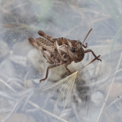 Gastrimargus musicus (Yellow-winged Locust or Grasshopper) at Yass River, NSW - 16 Jan 2023 by SenexRugosus