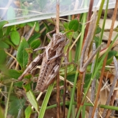 Gastrimargus musicus at Yass River, NSW - 16 Jan 2023