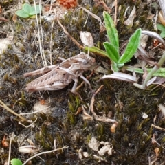 Gastrimargus musicus at Yass River, NSW - 16 Jan 2023