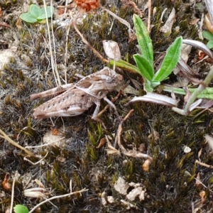 Gastrimargus musicus at Yass River, NSW - 16 Jan 2023