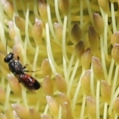 Hylaeus (Prosopisteron) littleri (Hylaeine colletid bee) at Acton, ACT - 24 Apr 2022 by Tammy