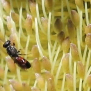 Hylaeus (Prosopisteron) littleri at Acton, ACT - 24 Apr 2022