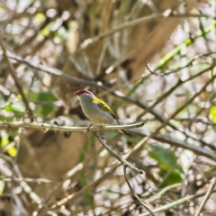 Neochmia temporalis (Red-browed Finch) at Bruce, ACT - 14 Jan 2023 by Trevor