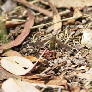 Comptosia sp. (genus) at Higgins, ACT - 15 Jan 2023 11:02 AM