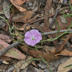 Convolvulus angustissimus (Pink Bindweed) at Higgins Woodland - 15 Jan 2023 by Trevor