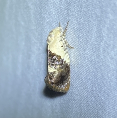 Hypertropha chlaenota (A Gelechioid moth) at Jerrabomberra, NSW - 14 Jan 2023 by Steve_Bok