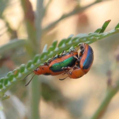 Calomela curtisi (Acacia leaf beetle) at O'Connor, ACT - 10 Jan 2023 by ConBoekel