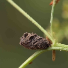 Cryptocephalinae (sub-family) (A case-bearing leaf beetle) at O'Connor, ACT - 11 Jan 2023 by ConBoekel