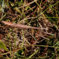 Archimantis sp. (genus) (Large Brown Mantis) at O'Connor, ACT - 11 Jan 2023 by ConBoekel