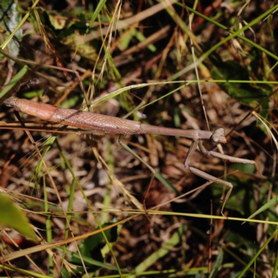 Archimantis sp. (genus) (Large Brown Mantis) at Dryandra St Woodland - 10 Jan 2023 by ConBoekel
