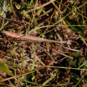 Archimantis sp. (genus) at O'Connor, ACT - 11 Jan 2023