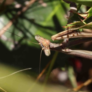 Archimantis sp. (genus) at O'Connor, ACT - 11 Jan 2023