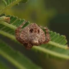 Dolophones turrigera (Turret spider) at O'Connor, ACT - 11 Jan 2023 by ConBoekel