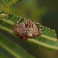 Dolophones turrigera (Turret spider) at Dryandra St Woodland - 10 Jan 2023 by ConBoekel