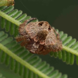 Dolophones turrigera at O'Connor, ACT - 11 Jan 2023 09:25 AM