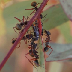 Eurymeloides bicincta (Gumtree hopper) at O'Connor, ACT - 10 Jan 2023 by ConBoekel