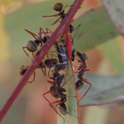 Eurymeloides bicincta (Gumtree hopper) at O'Connor, ACT - 11 Jan 2023 by ConBoekel