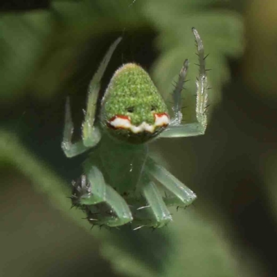 Araneus circulissparsus (species group) (Speckled Orb-weaver) at Dryandra St Woodland - 10 Jan 2023 by ConBoekel