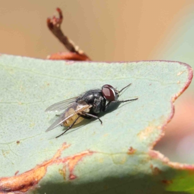 Musca vetustissima (Bush Fly) at Dryandra St Woodland - 10 Jan 2023 by ConBoekel