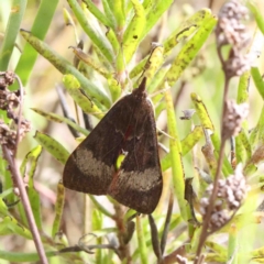 Uresiphita ornithopteralis (Tree Lucerne Moth) at O'Connor, ACT - 11 Jan 2023 by ConBoekel