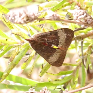 Uresiphita ornithopteralis at O'Connor, ACT - 11 Jan 2023 09:55 AM