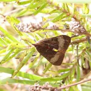 Uresiphita ornithopteralis at O'Connor, ACT - 11 Jan 2023