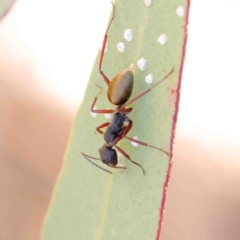 Camponotus suffusus (Golden-tailed sugar ant) at O'Connor, ACT - 10 Jan 2023 by ConBoekel