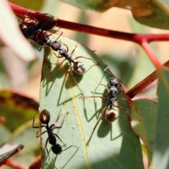 Camponotus suffusus at O'Connor, ACT - 11 Jan 2023