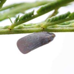 Anzora unicolor (Grey Planthopper) at O'Connor, ACT - 10 Jan 2023 by ConBoekel