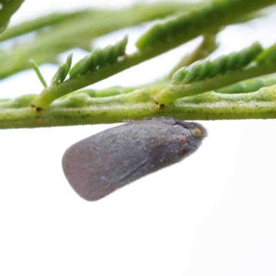 Anzora unicolor (Grey Planthopper) at O'Connor, ACT - 11 Jan 2023 by ConBoekel