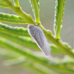 Anzora unicolor at O'Connor, ACT - 11 Jan 2023