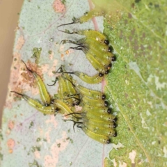 Lophyrotoma sp. (genus) (Sawfly) at O'Connor, ACT - 10 Jan 2023 by ConBoekel