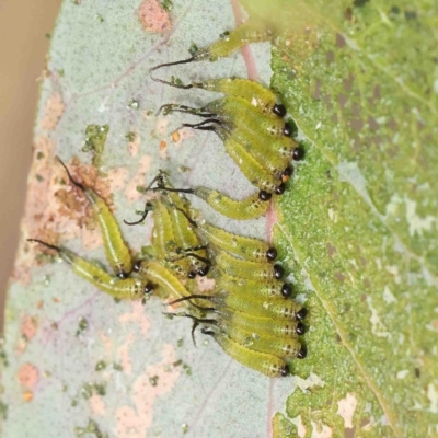 Lophyrotoma sp. (genus) (Sawfly) at O'Connor, ACT - 11 Jan 2023 by ConBoekel