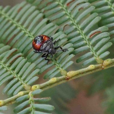Oechalia schellenbergii (Spined Predatory Shield Bug) at Dryandra St Woodland - 10 Jan 2023 by ConBoekel