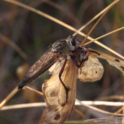 Zosteria sp. (genus) (Common brown robber fly) at Dryandra St Woodland - 10 Jan 2023 by ConBoekel