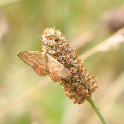 Scopula rubraria (Reddish Wave, Plantain Moth) at O'Connor, ACT - 11 Jan 2023 by ConBoekel