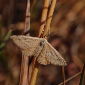 Scopula rubraria at O'Connor, ACT - 11 Jan 2023 10:09 AM