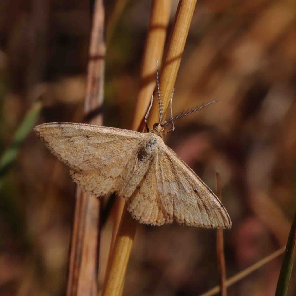 Scopula rubraria at O'Connor, ACT - 11 Jan 2023